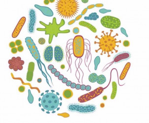 The Importance of Gut Health